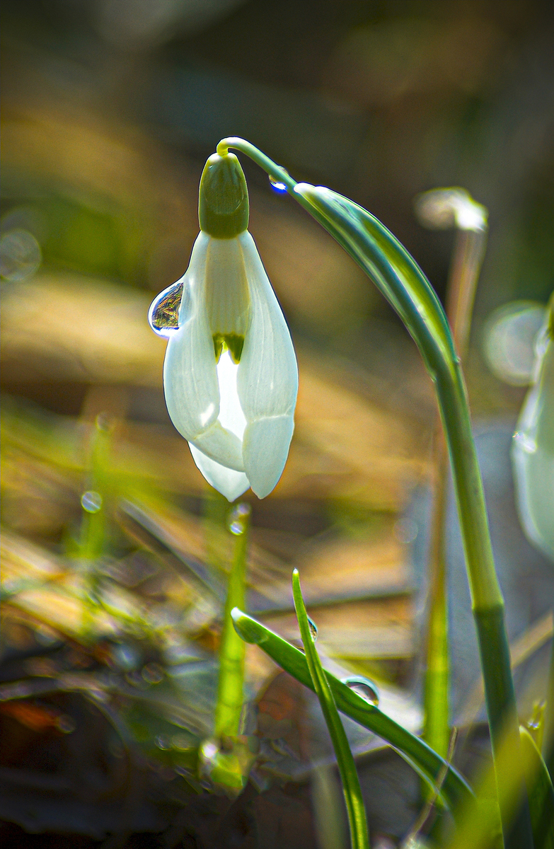 Під весняними променями