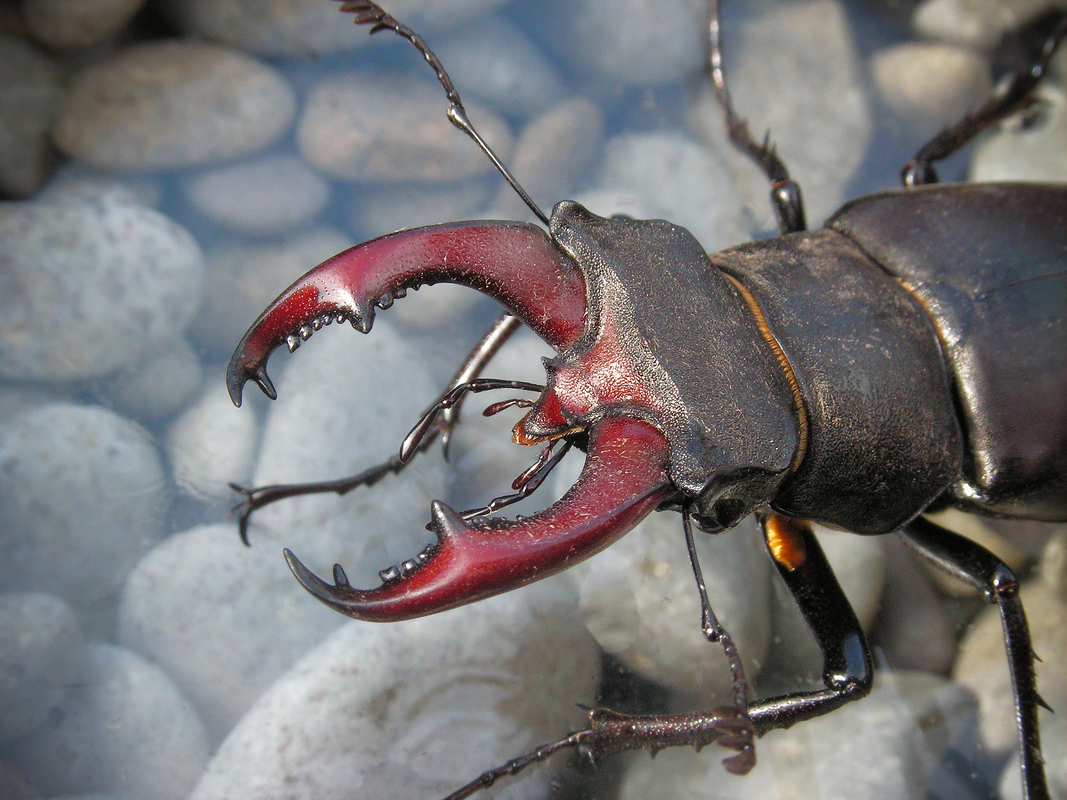 Небезпечний прибулець