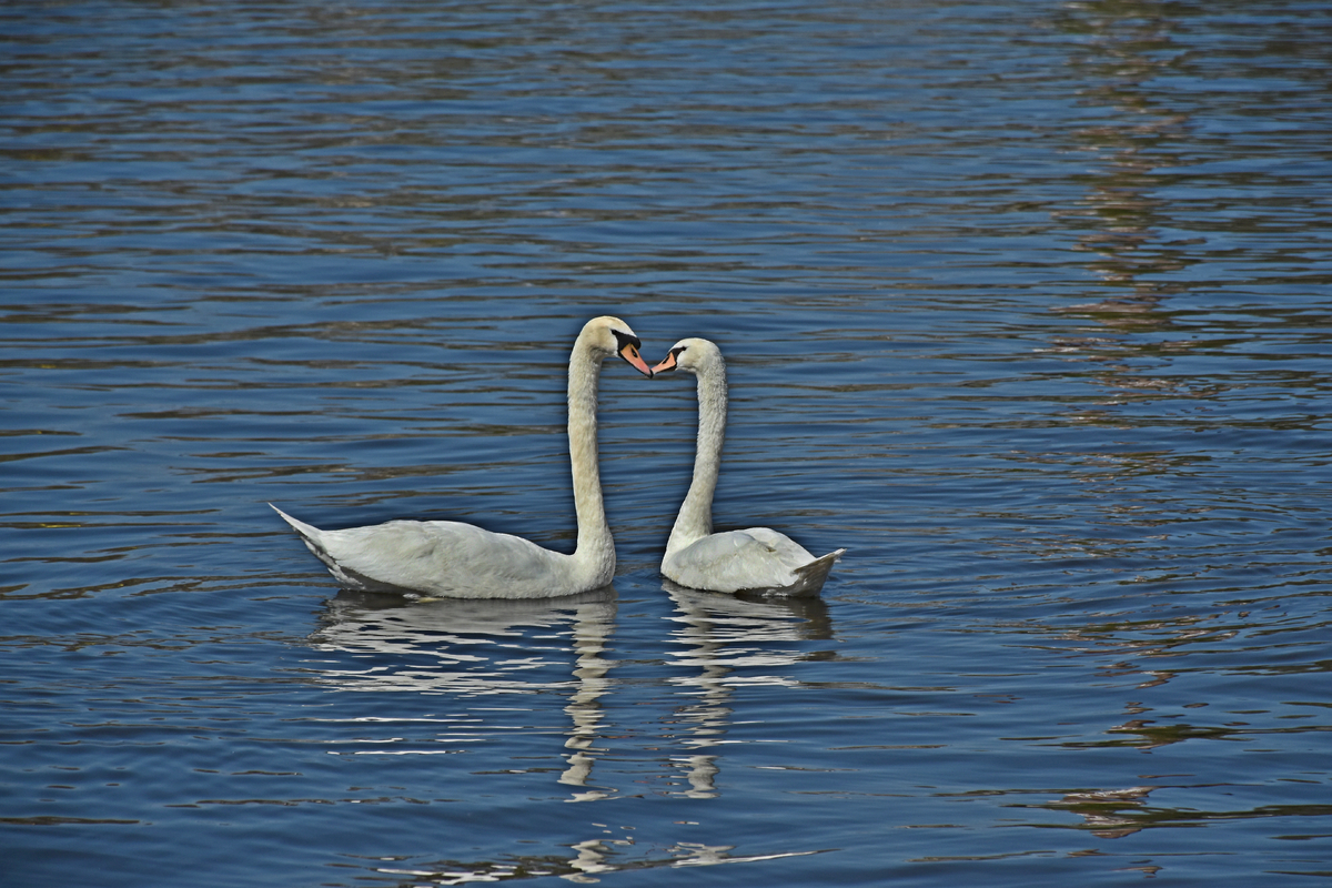 SWANS 8212