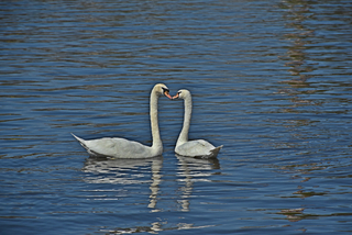 SWANS 8212