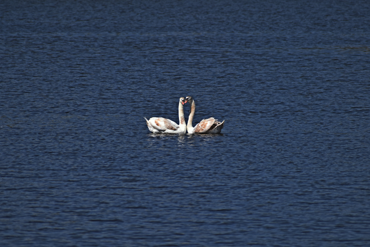 SWANS 8381