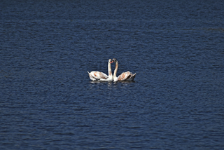 SWANS 8381