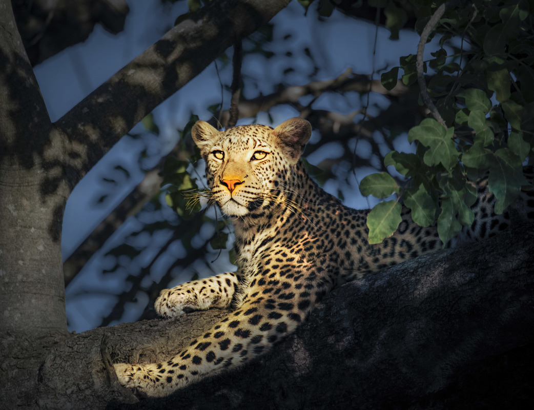 Queen Leopard