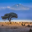 Kilimanjaro