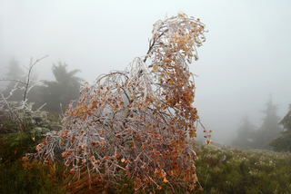 Autumn tree in the mountains