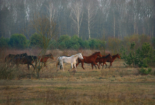 Horses