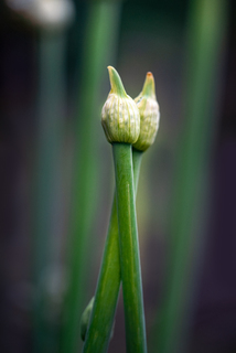 двое как один