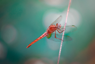 красна девица