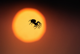 по нотам паутины