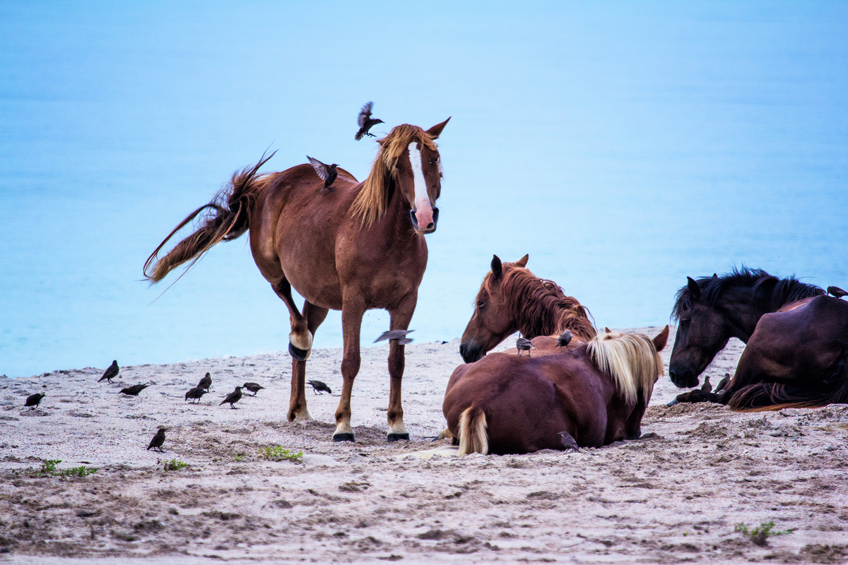 Гармонія дикої природи України