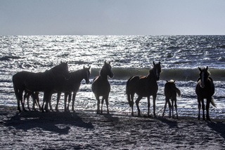 Дикі коні біля моря