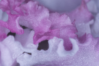 Ніжні пелюстки