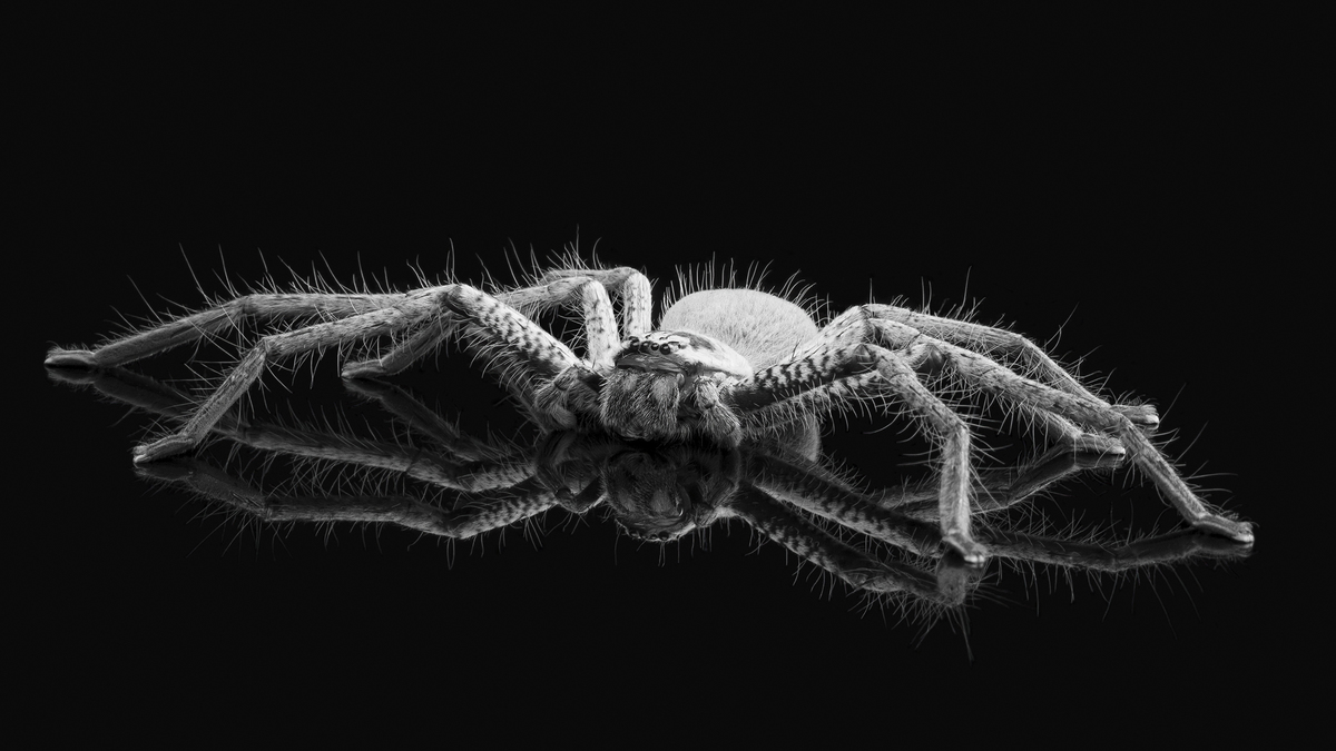 Hairy Eight Legged Friend