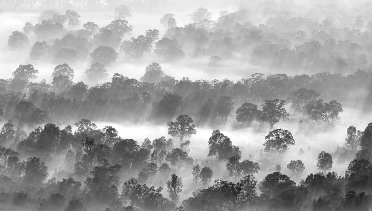 Trees Through The Mist