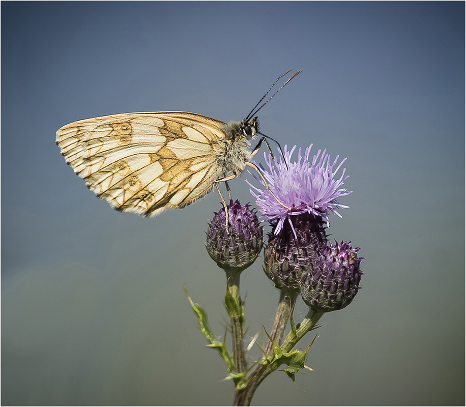 Female Marbled White