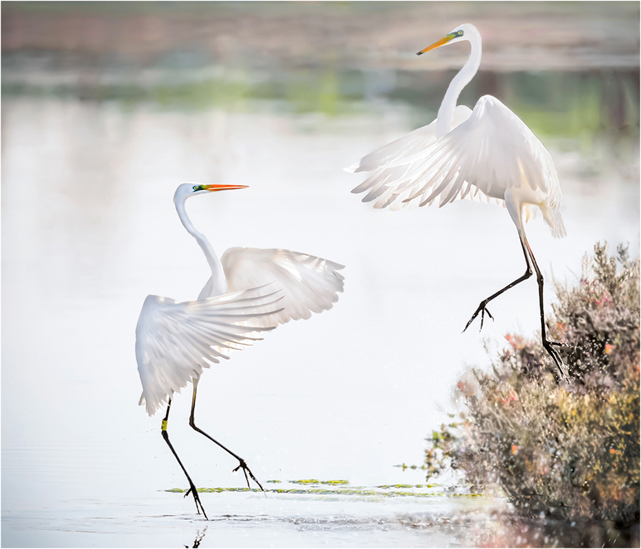 Great Egret Mating Dance