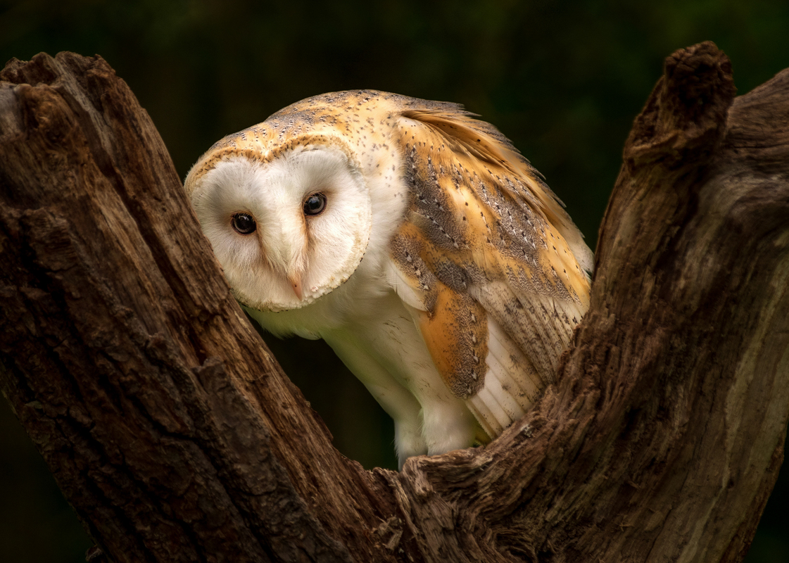 Jeff Kirby / Eye to eye contact