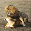 Lion Love 3