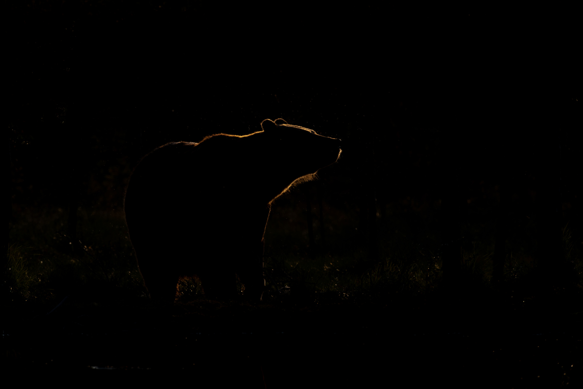 Roar in to the night