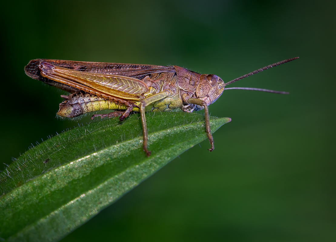 Grasshopper on Leaf