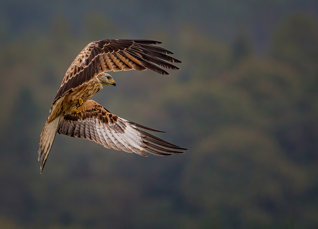 Red Kite