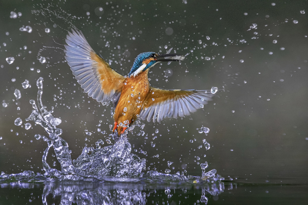 Qingwei  Chen  / Capture