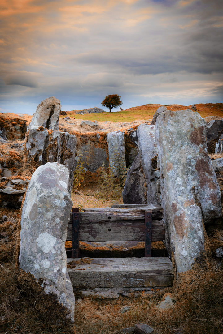 Loughcrew Tree