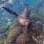 Inquisitive Sealion