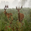 Forest Stags