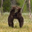 Bear play fight