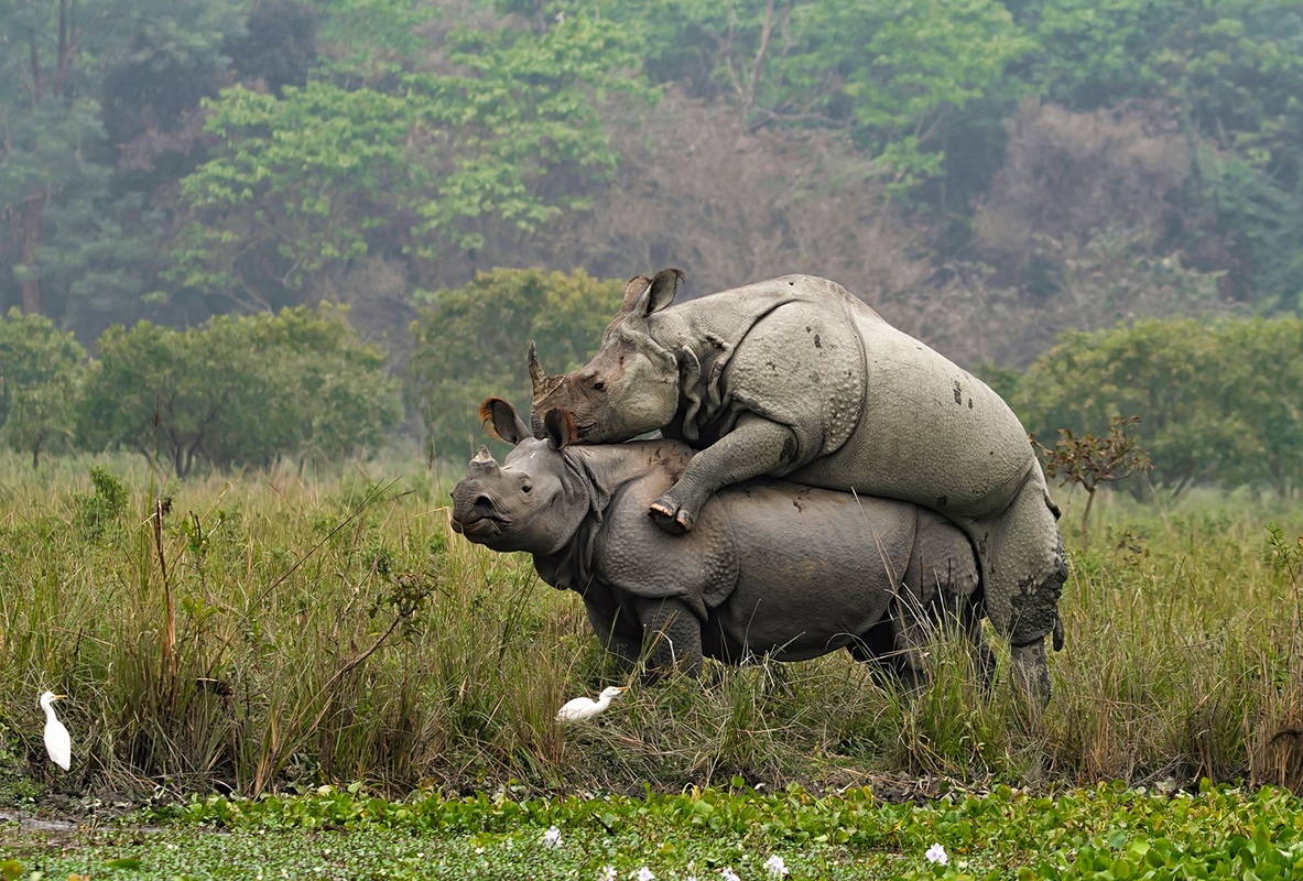 ARKADEEP DAS / RHINO MATING AGAIN 2 ARKADEEP DAS / RHINO MATING AGAIN 2