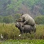 RHINO MATING AGAIN 2