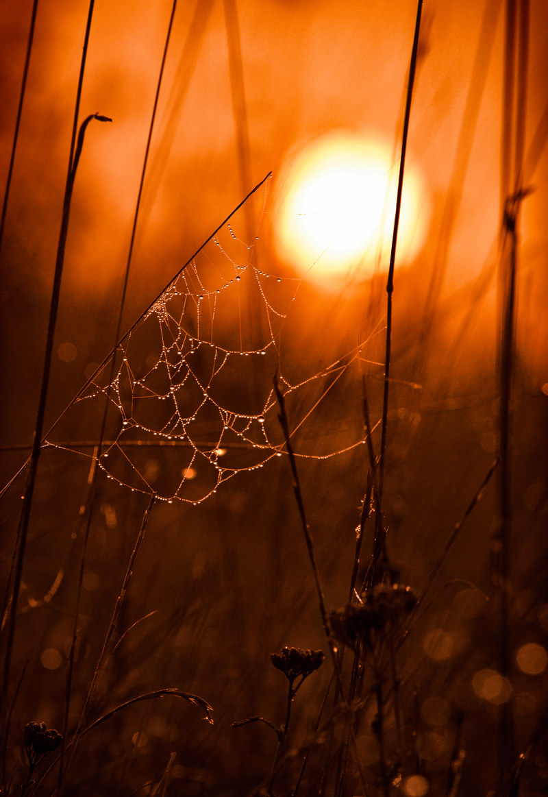 Сонце в травах