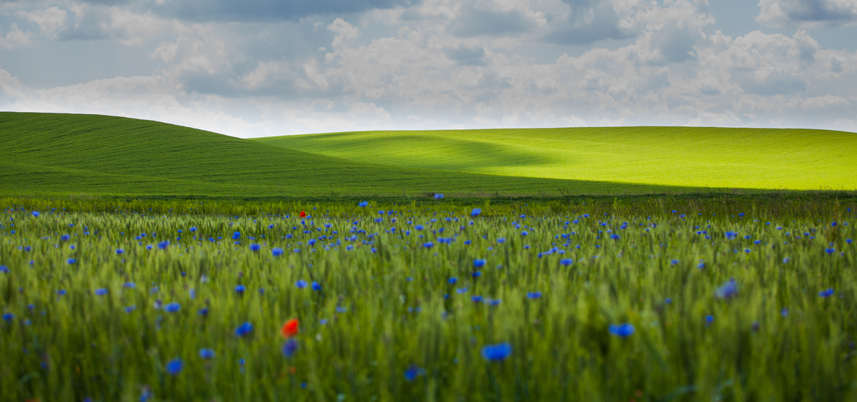 Пейзаж з волошками
