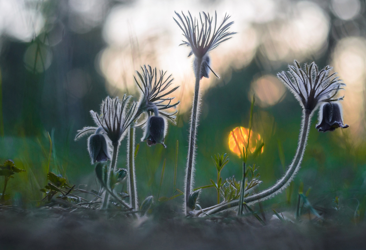 Volodymyr Tsyba / Farewell to the sun Volodymyr Tsyba / Farewell to the sun