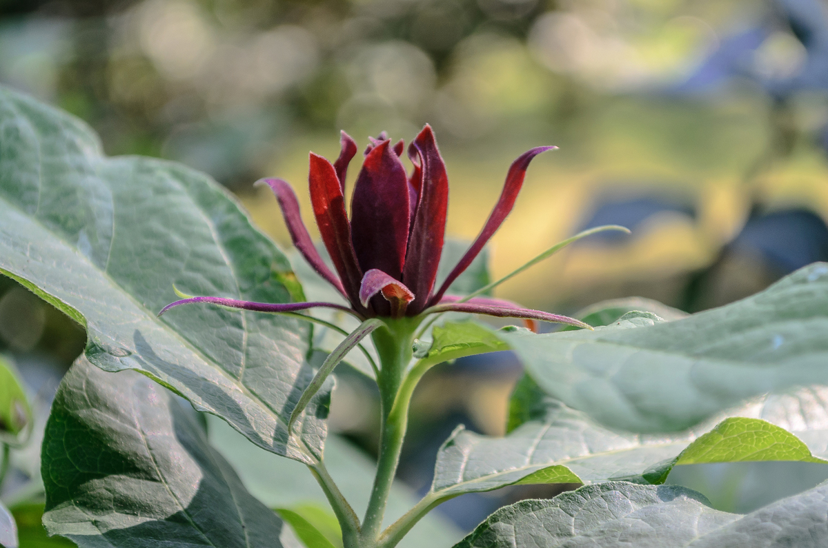 Calycanthus