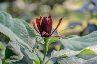 Calycanthus