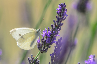 Pieris brassicae