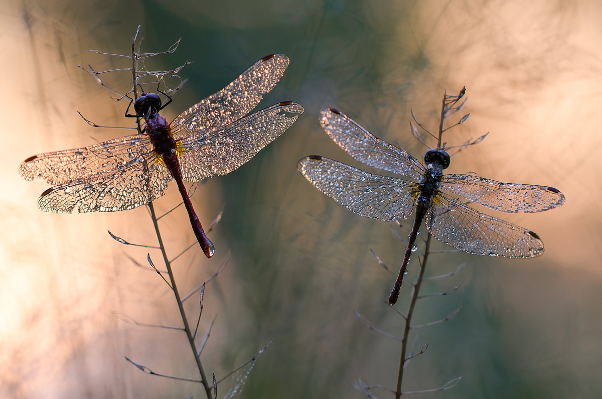 Crystal wings at sunset