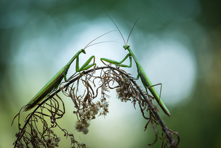 Those who weave lace