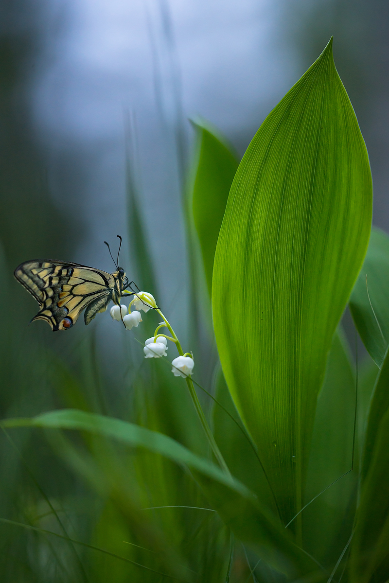 Gloomy evening sky and mahaon