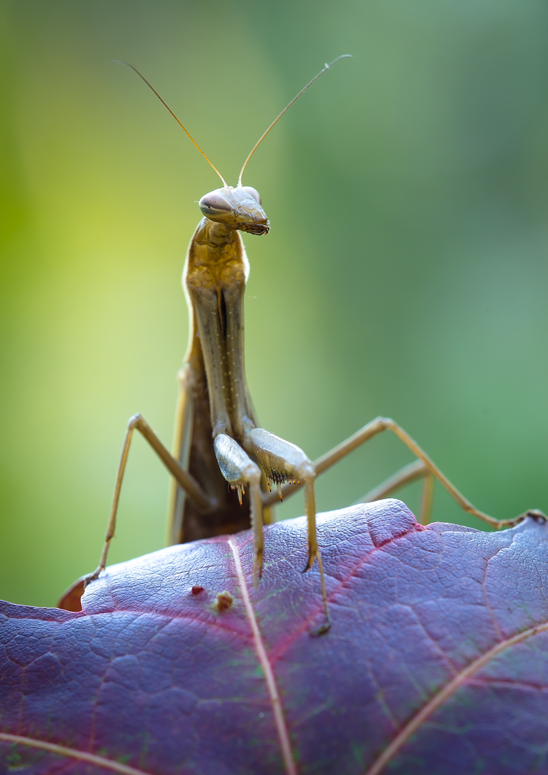 Mantis portrait