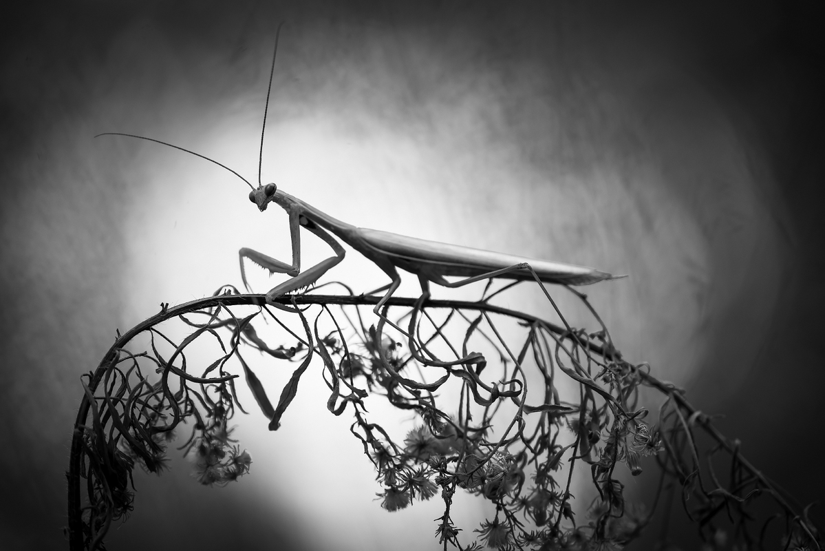 Mantis