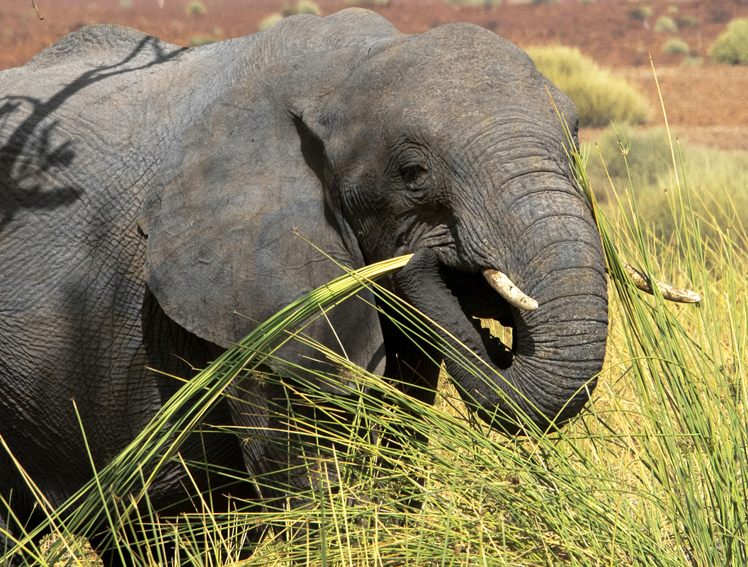 Elephant lunching Khowarib
