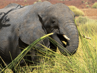 Elephant lunching Khowarib