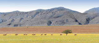 Antelopes Marienfluss valley