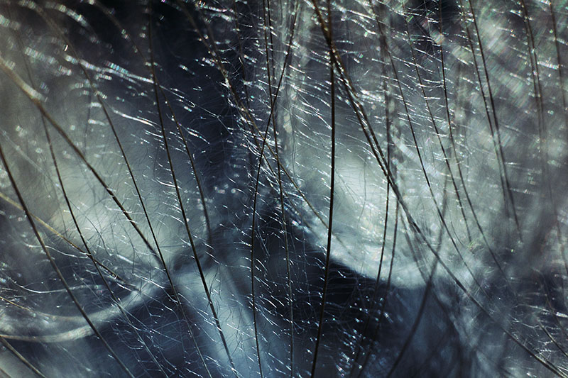 Get lost in a dandelion