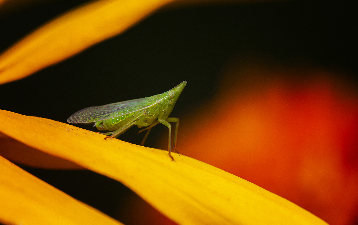 Инопланетянин