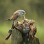 male kestrel eats feathers