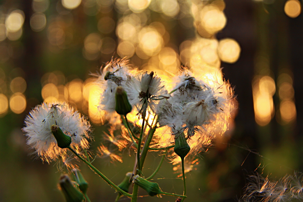 В призахідних променях